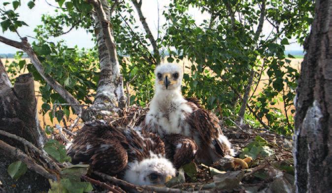 2016-ban az előző projekt kiterjesztéseként, az MME vezetésével, megkezdődött a PannonEagle LIFE projekt, melyben öt ország (Magyarország, Ausztria, Csehország, Szlovákia és Szerbia) együttműködő