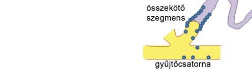 A stromába másik irányból betörő érrendszer teljes hosszában tartalmaz renintermelésre képes sejteket.
