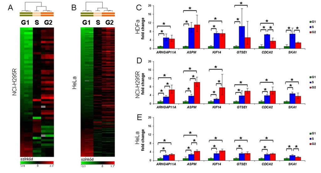 6. ábra - A sejtciklusfüggő transzkriptumok azonosítása microarray módszerrel és megerősítése qrt-pcr módszerrel A és B: a szignifikánsan sejtciklusfüggő kifejeződésű gének hőtérképei NCI- H295R (A)