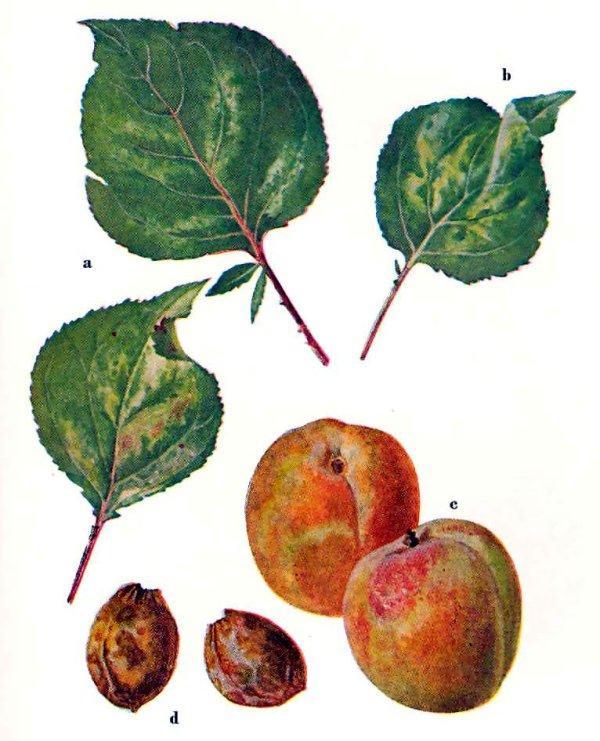 Kajszihimlő (plum pox virus) Gazdanövényei: szilva,kajszi, őszibarack A levélen a gyümölcsön és a