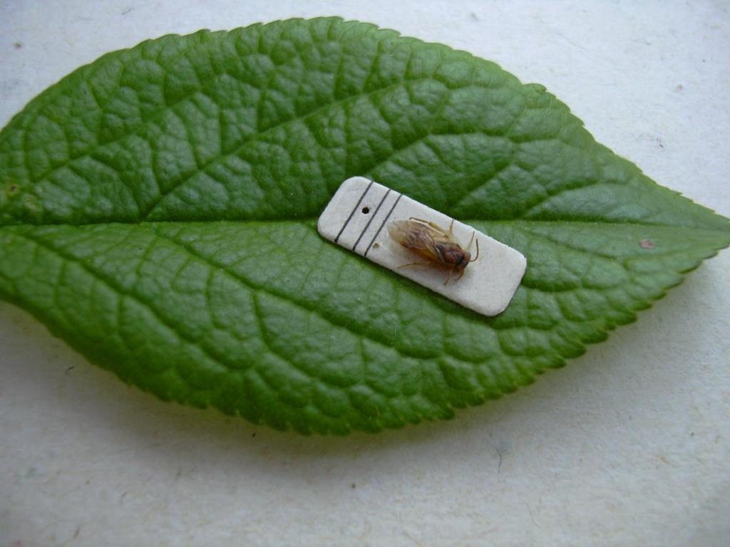 Poloskaszagú szilvadarázs 4-5 mm hosszú rovar Ált. 2 nyílás a fertőzött gyümölcsön Magkezdemény ill. mag nincs Lárva teljesen kirágja a gyüm.