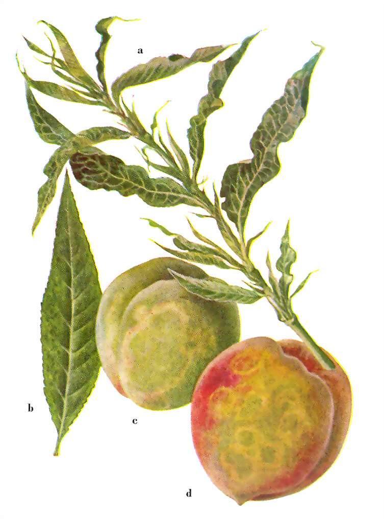 Őszibarackhimlő (plum pox vírus) Gazdanövényei: szilva,kajszi, őszibarack A levélen és a gyümölcsön van