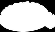 g 18% 2x550 g 18% 2x550 g 18% 1200 g 18% Szilvanilla torta, 1400 g Somlói galuska (tradícionális hazai desszert vaníliás