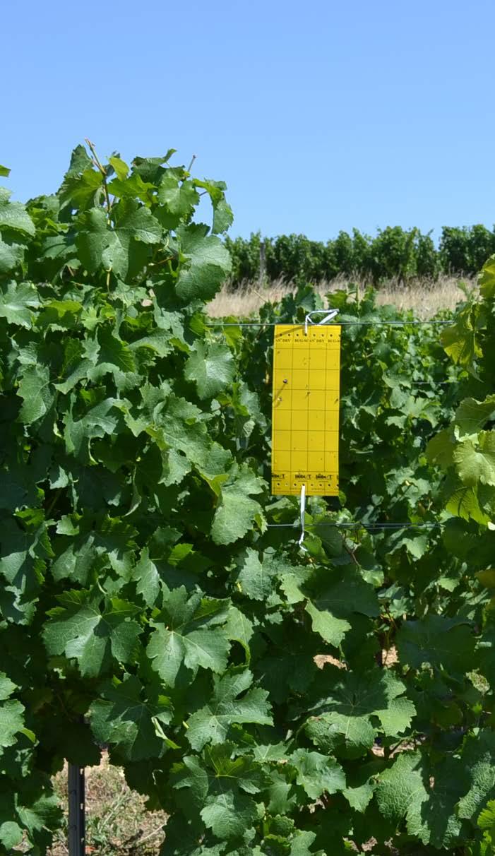 A szőlő aranyszínű sárgaság célzottabb kezelése 3. kép: Sárga színű ragacsos csapda kihelyezése az ültetvénybe (IFV South-West) 1.