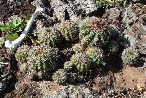 mintegy 30 kaktuszteleppel. A Notocactus ottonis var. multiflorus FRIČ ex BUINING egy régóta ismert, A.V. FRIČ által felfedezett taxon, melyet S.
