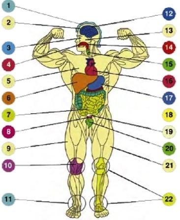 már nem is alkalmazza a szteroidokat a sportoló. (Az anabolikus szteroidok mellékhatásait a 8/7. ábra mutatja). 8/7. ábra. Anabolikus szteriodok melléhatásai Forrás: http://www.antidopping.