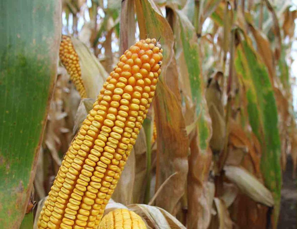 INPUT INPUT ÚJABB NAGY TERMŐKÉPESSÉGŰ KUKORICAHIBRI- DEKKEL INDÍTJA A SZEZONT AZ RAGT! RGT LIPEXX (FAO 300-310): korai hibrid, mely termőképességében messze fölülmúlja éréscsoportját.