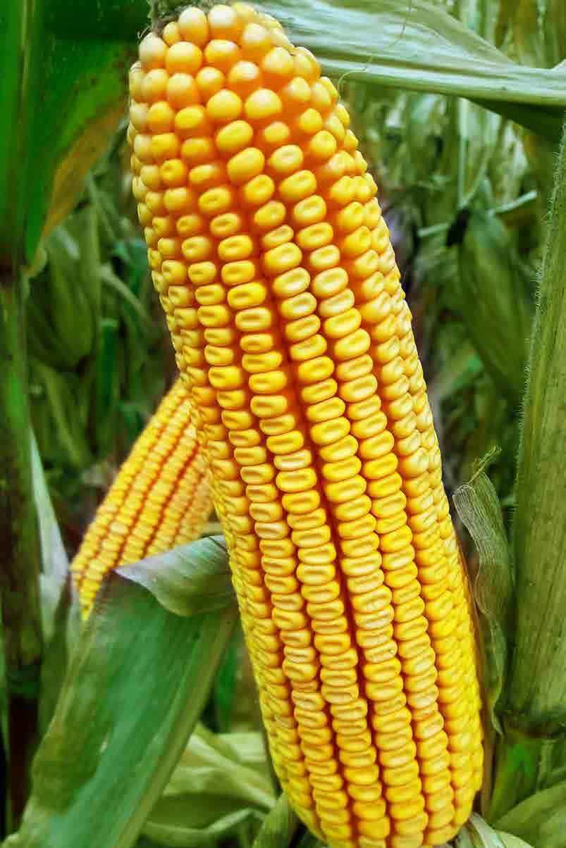 RGT ZANETIXX (FAO 360-370): a korai csoport közepén érő hibrid, mely termőképességében a korai csoport végével is versenyképes.