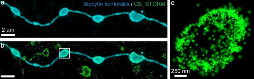 Ezt követően ugyanezen sejtekből szerettünk volna korrelált konfokális és STORM képalkotás alkalmazásával nagy felbontású képeket nyerni az axonterminálisok CB 1 tartalmáról.