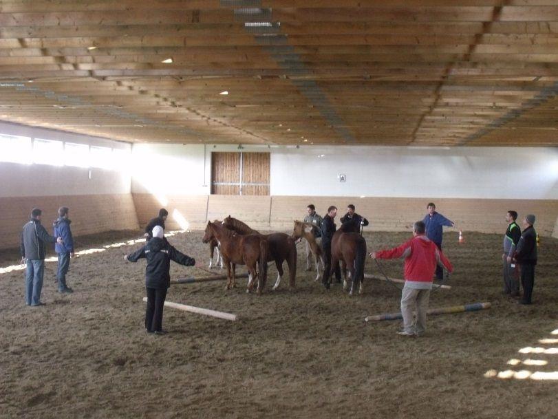 Tereléses gyakorlatok fontos a ló képzettsége, az együttműködő készsége és a nagy nyomás alatt való megbízható