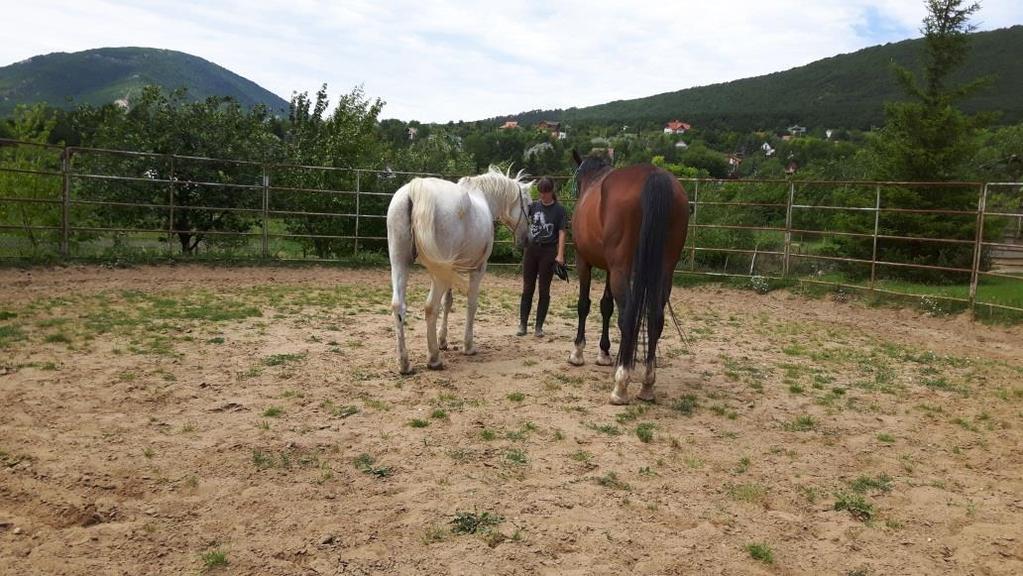 megmozgató, katartikus helyzetek olyan témákkal tudunk dolgozni, mint a bizalom és biztonság, negatív érzések, a szorongás, a düh, kontroll funkciókkal összefüggő kérdések, a