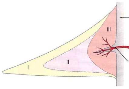 Meniscusok Capsula articularis Arteria -Változékony ízületi felszíneket biztosítanak (inkongruencia
