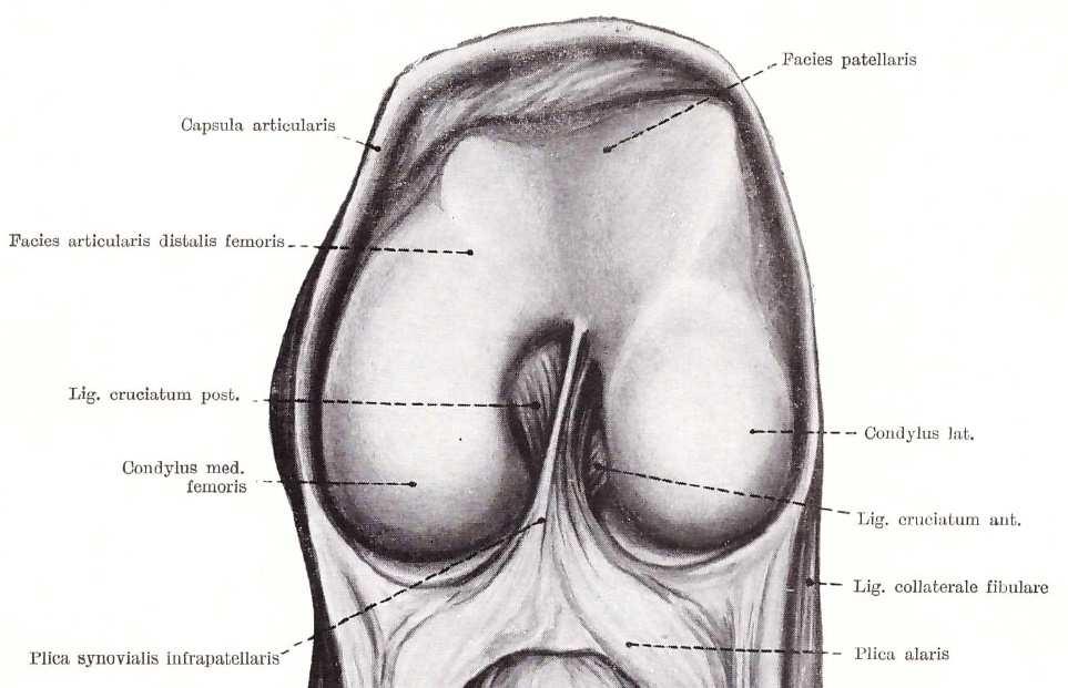 capsula