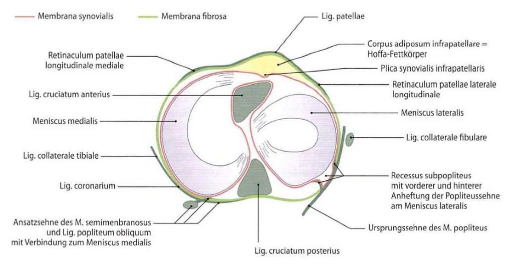 Ízületi tok capsula