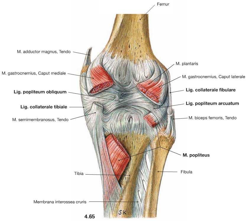 Szalagok - Ligamentum collaterale mediale(belső oldalszalag) Eredés: a femur epicondylus medialisa Tapadás: 7-8 cm-rel a tibia ízületi felszíne alatt a medialis bütyök -