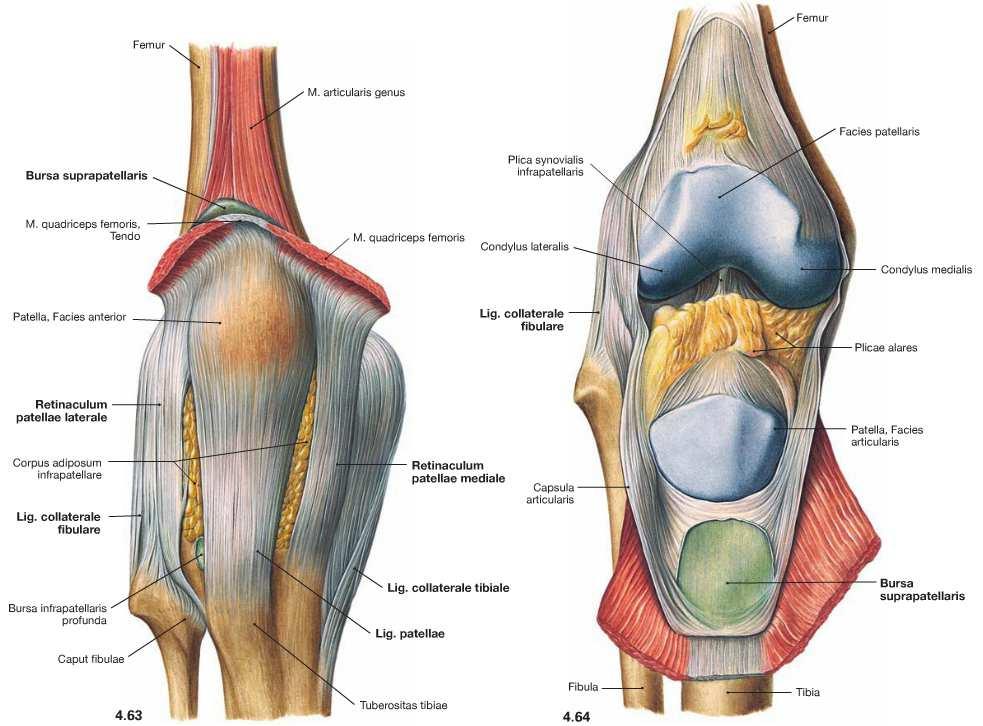 a térdízület külső oldalsó ligamentuma fáj