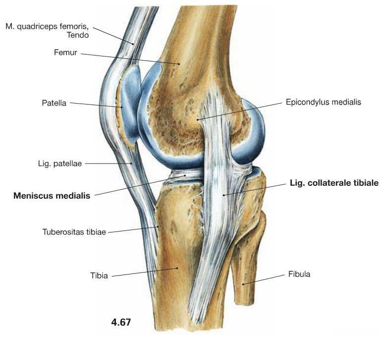 patellae -