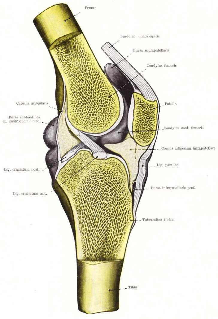 Szalagok - Ligamentum cruciatum anterius(elülső keresztszalag) Eredés:a fossa intercondylarishátsó részében a femurcondyluslateralisánakbelső felszíne Tapadás: a tibia area intercondylarisának