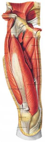 A comb (térd) extensorai M. sartorius: Eredés: spina iliaca anterior superior Tapadás: tuberositas tibiae pes anserinus superficialis Beidegzés: n. femoralis M. quadriceps femoris 1. M. rectus femoris: Eredés: spina iliaca anterior inferior 2.