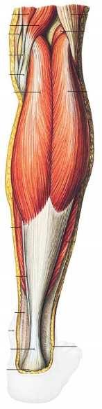 Lábszárflexorok(felületes réteg) M. triceps surae 1. M. gastrocnemius medialis: Eredés: femurepicondylusmedialisa, a térdízület tokjával összenőve 2.