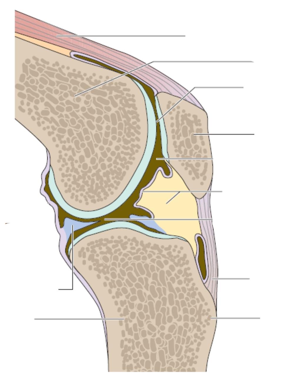 ugyanabba a tranverali íkba eik. m. quadricep femori femur facie patellari patella capula lig. patellae menicu tibia 2.5. ábra: A tibia (Platzer, 1996)