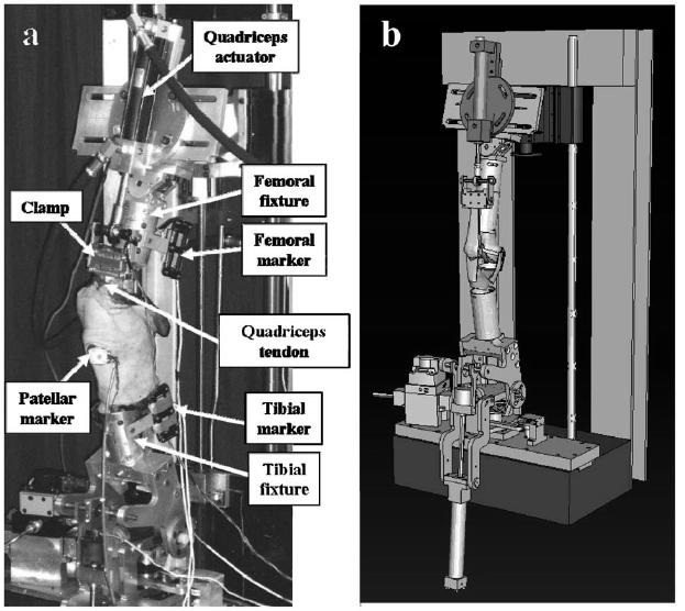 2.5.Kézülékek Baldwin et al. (29) cadaver ízületeken végeztek vizgálatokat az 2.28. ábrán látható Kana Knee Simulátorral.