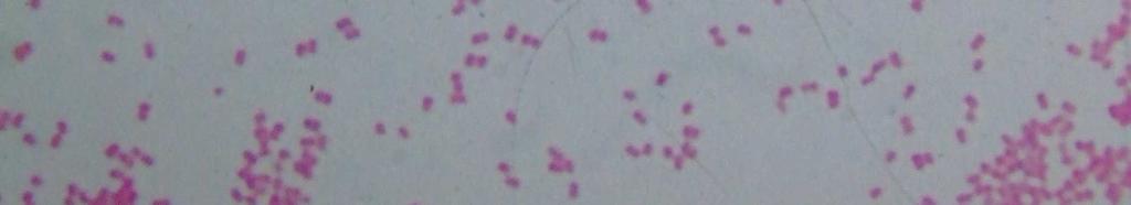 Zöldítı Streptococcusok Apathogén Neisseriak Micrococcusok Coag.Neg.