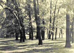 114. kép - A margitszigeti fekete kőris Szent Margitsziget Gyógyfürdő. H.n.: k.n., 1909. 75. old.