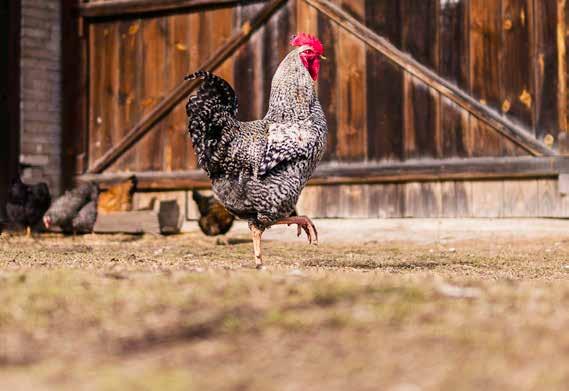 Védekezés a mikotoxinok ellen, új szemlélettel Összeállította: Petrovics Ágnes A mikotoxinok olyan, különböző fonalasgombák által termelt másodlagos anyagcseretermékek, amelyek magasabbrendű
