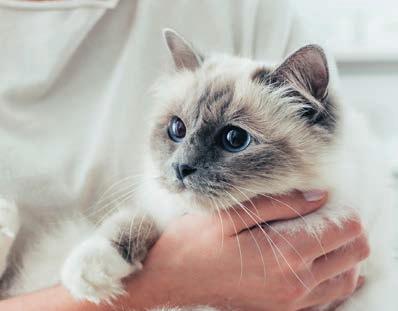 Friskies