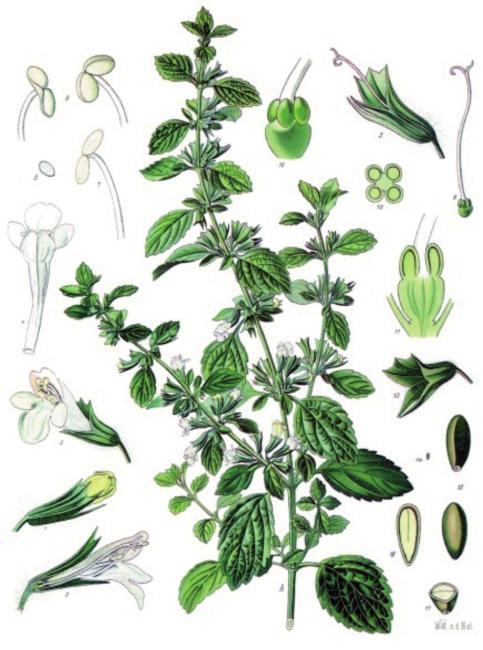 2014. június GYÓGYSZERÉSZET 349 1. ábra: Melissa officinalis 1 2. ábra: A citromfű illóolaj főbb komponensei minimum 0,15 ml illóolajat kell tartalmaznia [8].