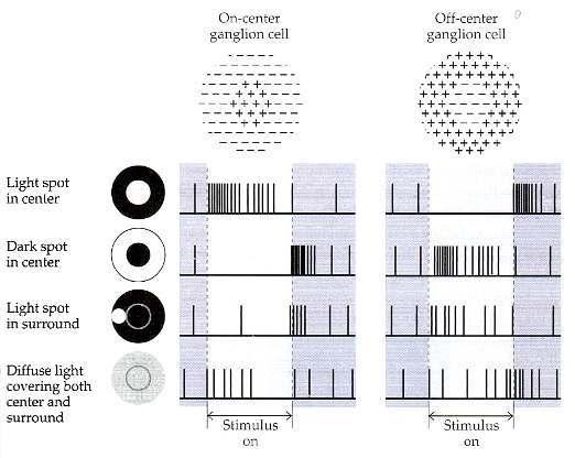 2.7 Retinal gap junction 1. 2. 3. azonos ípusú FR-k között 4. horizontális sejtek: átlagolja a környezetből jövő fényt 11. amakrin sejtek között: kevés fény kiemelése 10.