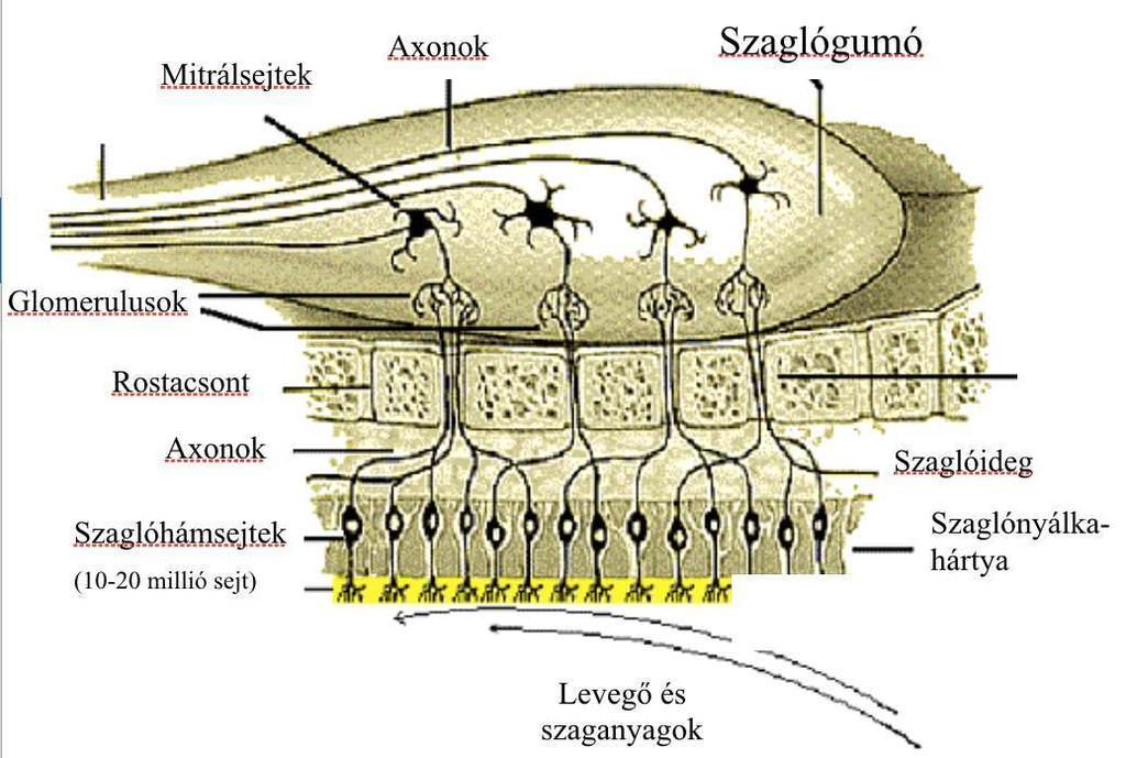 3. Szaglás (Nusser Zoltán) 3.