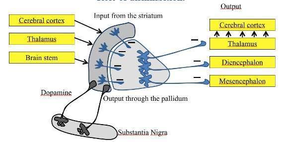 6.5 Alacsonyabb rendű élőlények Angyalhal: 2 db neuron reciprok összekötése (fél-központ oszcillátor) Homár: CPG neuromodulálható (bemenettől függően emésztés vagy hányás) Pióca: trigger neuron