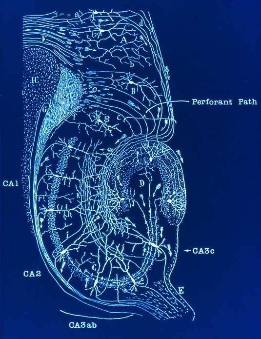 8. Hippocampus (Dr.