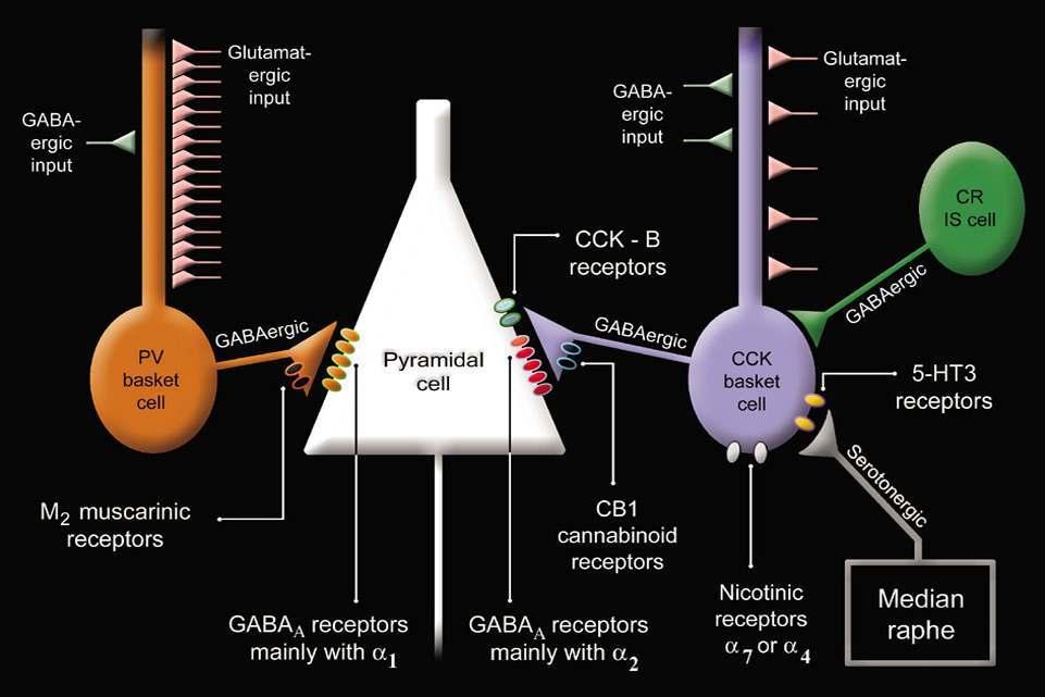 Gátló interneuronok (10%): ingerületátvivő anyaguk a gamma-aminovajsav (GABA) Két típusa vvan: 2.