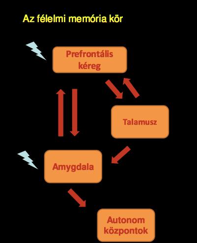 társítással kialakul Jelentős inger esetén egyszeri társításra is kialakulhat Csak tanulással azonos szituációban idézhető fel Hasonló tanulási feladattal megzavarható Sérülésre plasztikusan válaszol