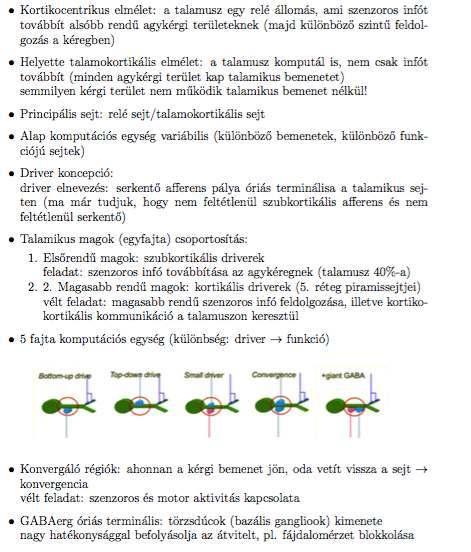 10. Thalamus (Acsády László) Minden agykérgi terület kap talamikus bemenetet Semmilyen kérgi terület nem funcionálisan ép talamikus bemenet nélkül 10.