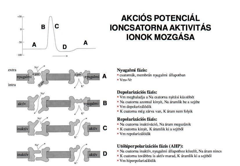 1.3 Ion csatornák és transzporterek Neher, Sakmann: Nobel-díj, 1976: patch clamp technika intracelluláris elvezetés üveg mikropipetta, benne elektrolit (KCl, Ag/AgCl elektróda) rászívják a