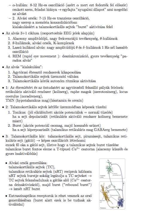 Többszörös stimuláció esetén az uniszimpatikus pálya átvételi hatékonysága csökken, a multiszinaptikusé fennmarad 10.