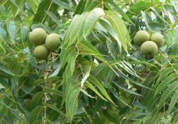 Feketedió (Juglans nigra) Észak-amerikai faj Öntéstalajok legértékesebb fája