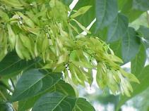 vágáslapra, speciális mechanikus kéreggyűrűzés Bálványfa (Ailanthus altissima) Kínában, Koreában őshonos, első hazai adatai 1841-ben Villányból Nálunk főként sík- és dombvidékeken elterjedt 1740