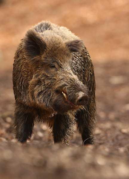 Vaddisznó (Sus scrofa) Felismerés jegyei: A vaddisznó hímjét kannak,