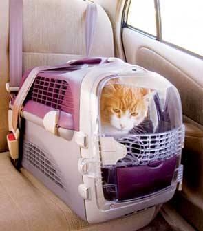 Miért veszélyes, ha kutyánkat, macskánkat biztosítás nélkül szállítjuk a gépkocsiban? És mire ügyeljünk a speciális biztonsági eszközök kiválasztásánál?
