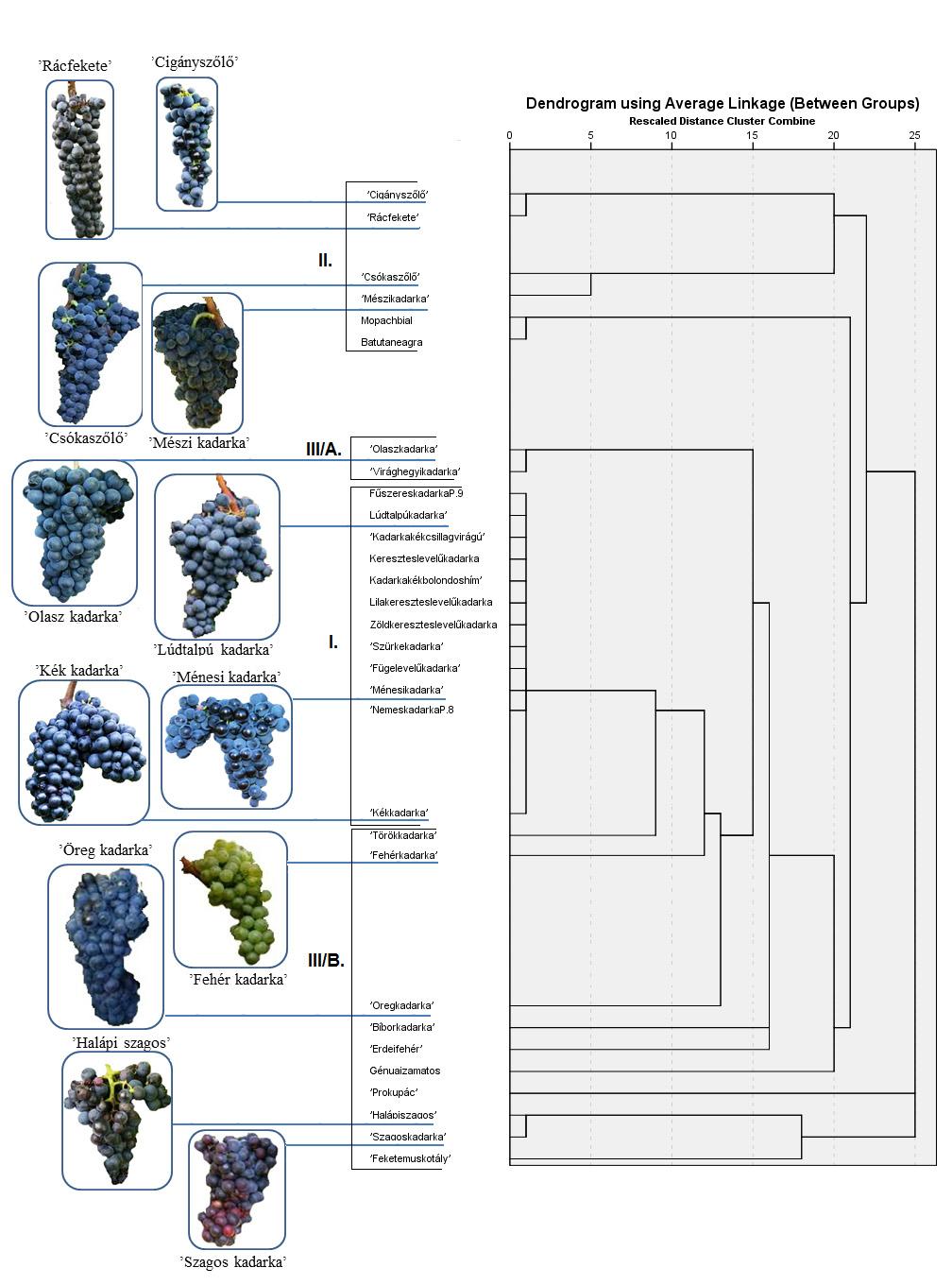 Figure 1 Genetic distance between our 30 samples on the basis of 20 microsatellite loci. Source of images: http://www.borigo.hu/dunabor/index.php?