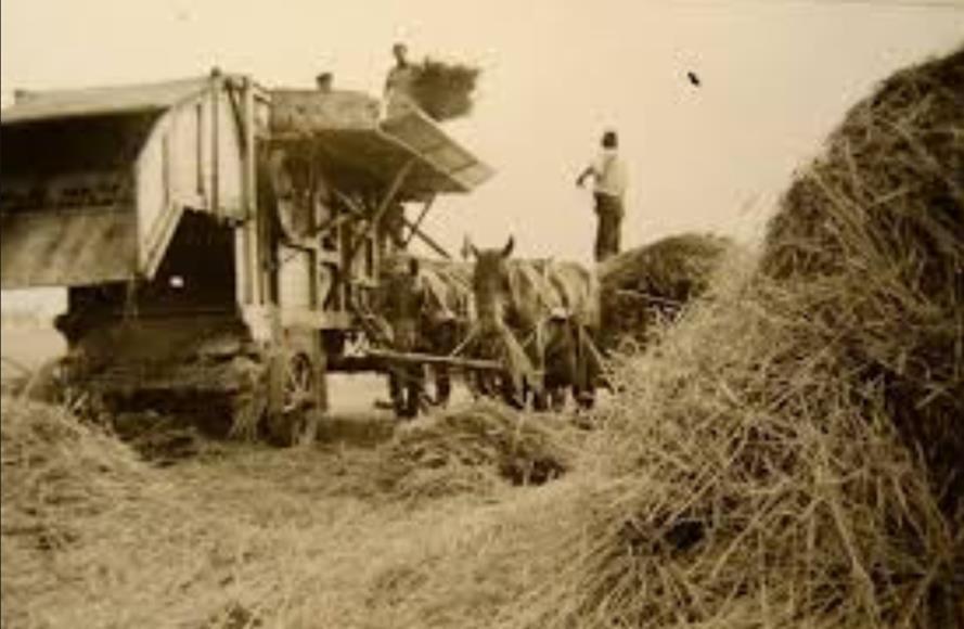 A farmertüdő Leggyakoribb antigének az 50-60 Cº -on tenyésző, thermophyl