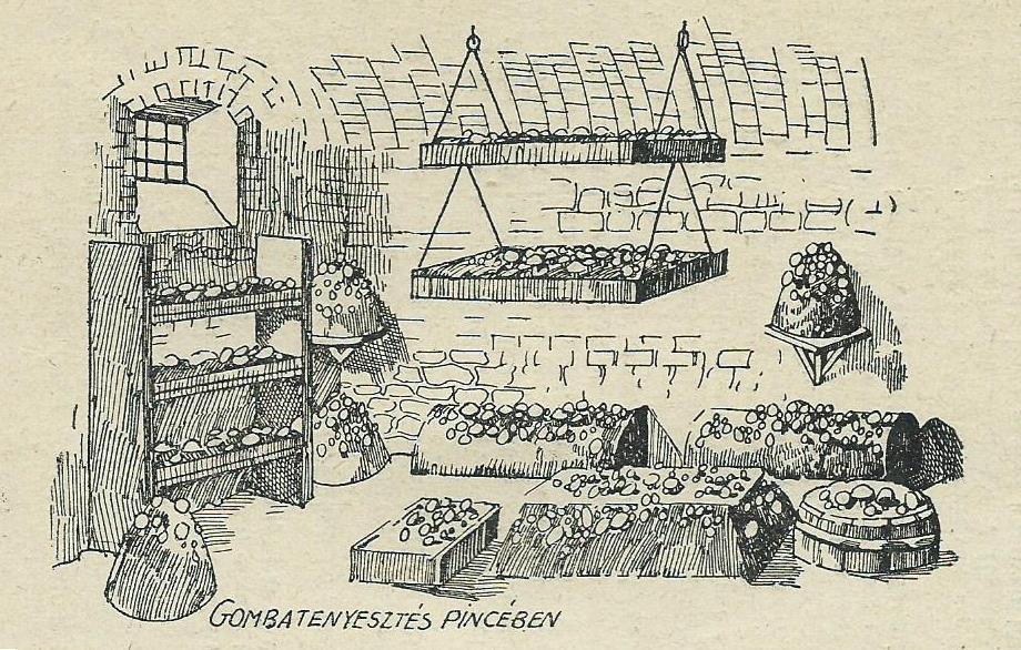 szaporodnak el a melegkedvelő baktériumok (Thermoactinomyces sacchari, T.