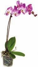 Orchidea diametru