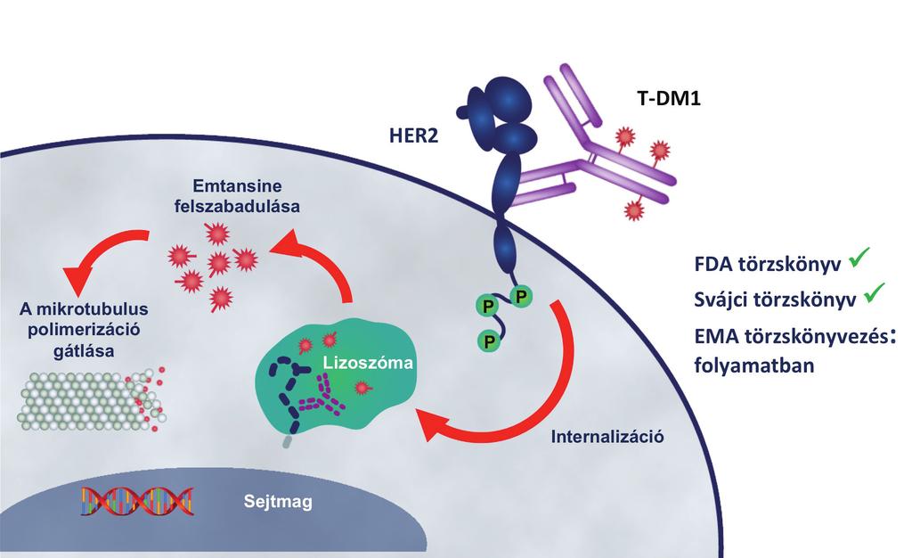 2014. április GYÓGYSZERÉSZET 209 3. ábra: A trasztuzumab-emtanzin (T-DM1) hatásmechanizmusa [Forrás: Adapted from LoRusso PM, et al. (Clin Cancer Res, 2011.