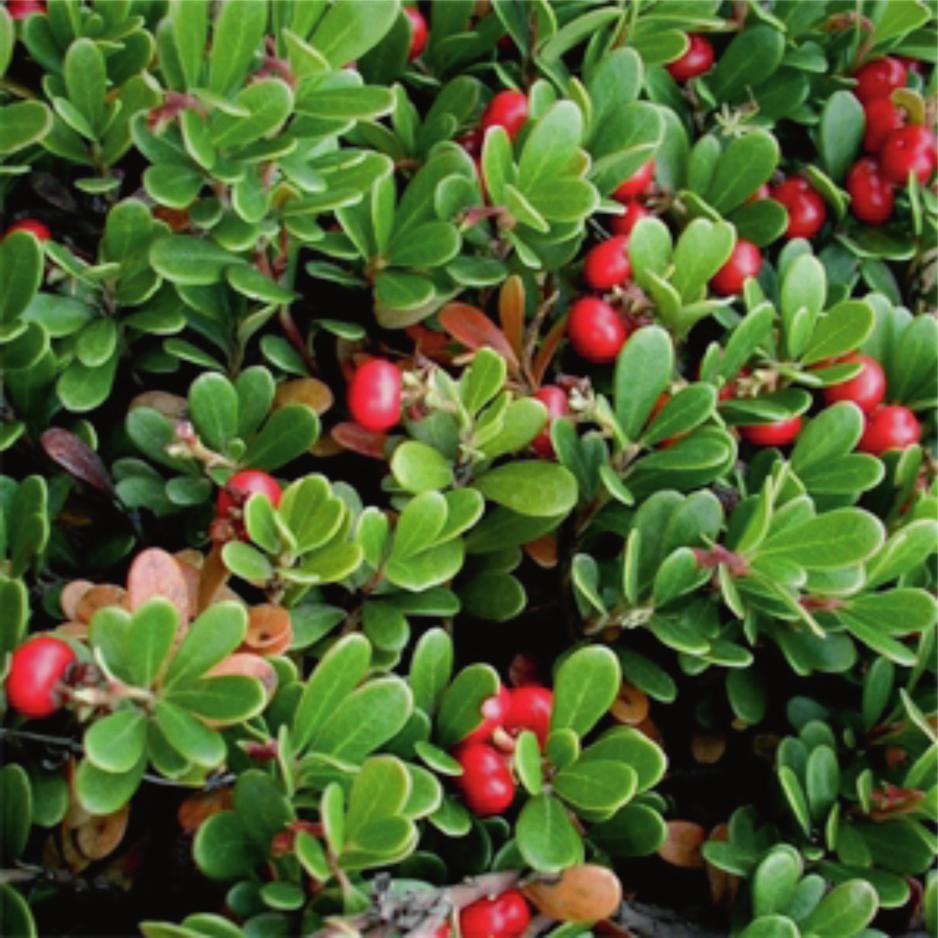 2014. április GYÓGYSZERÉSZET 223 Medveszőlő A medveszőlő (Arctostaphylos uva-ursi) az egyik legjobban ismert és bevált húgyúti fertőtlenítő, amelyet már a középkorban is húgyúti, genitális fertőzések